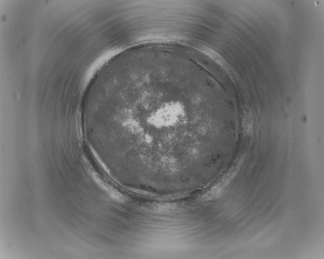 X0000074961030200609291907