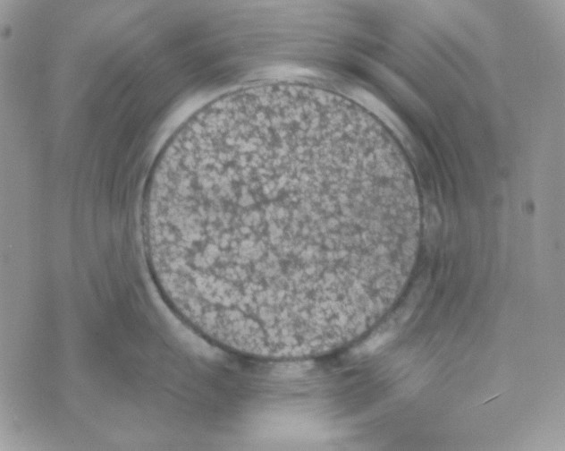 X0000074961055200609291908