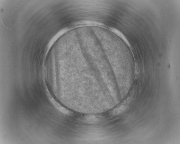 X0000074961098200609291906