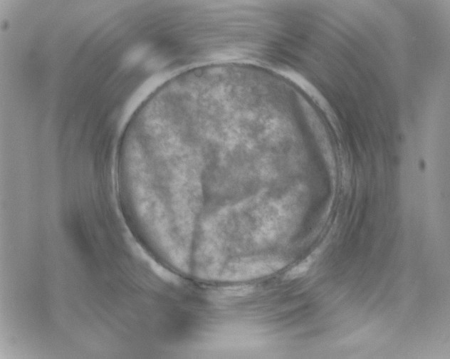 X0000074961294200609291903