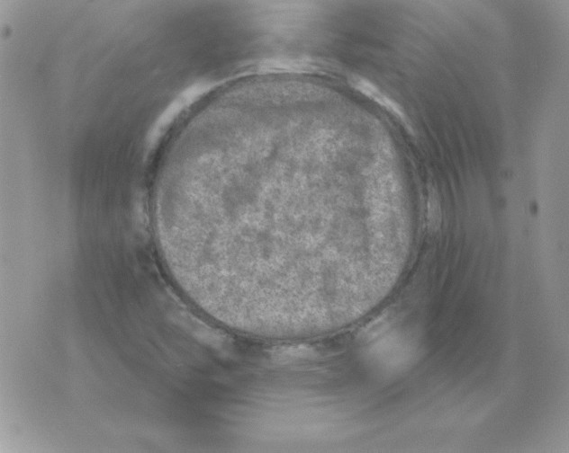 X0000074961454200609291900