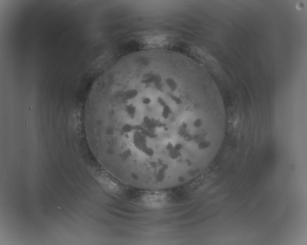 X0000074970369200609011222