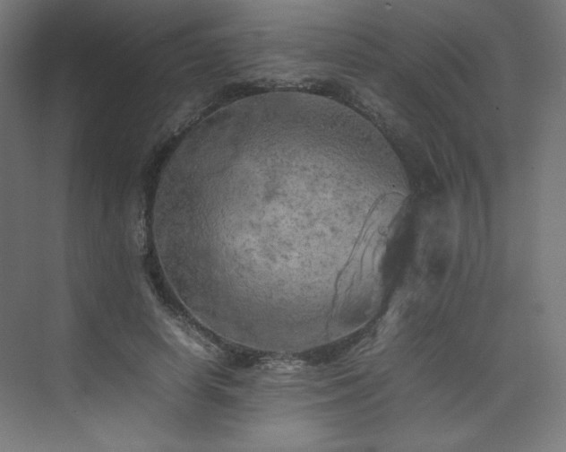 X0000074970642200609011217