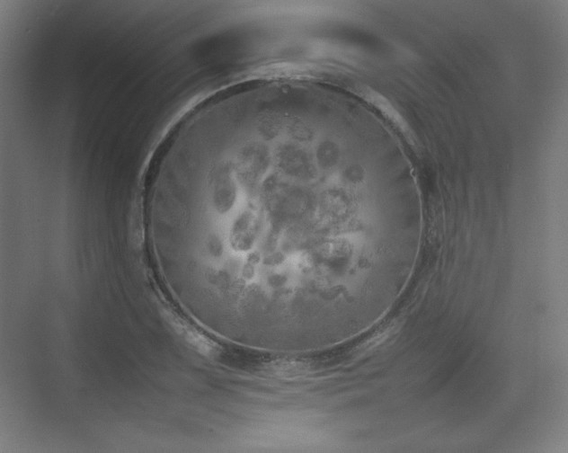 X0000074971075200609011210