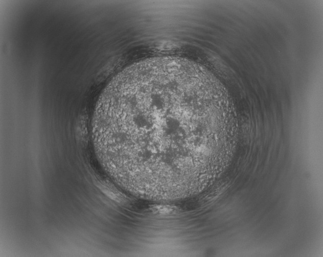 X0000074970654200609221824