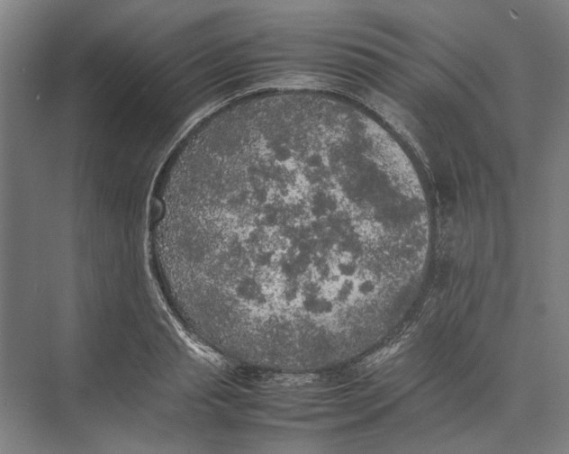 X0000074970845200609221821