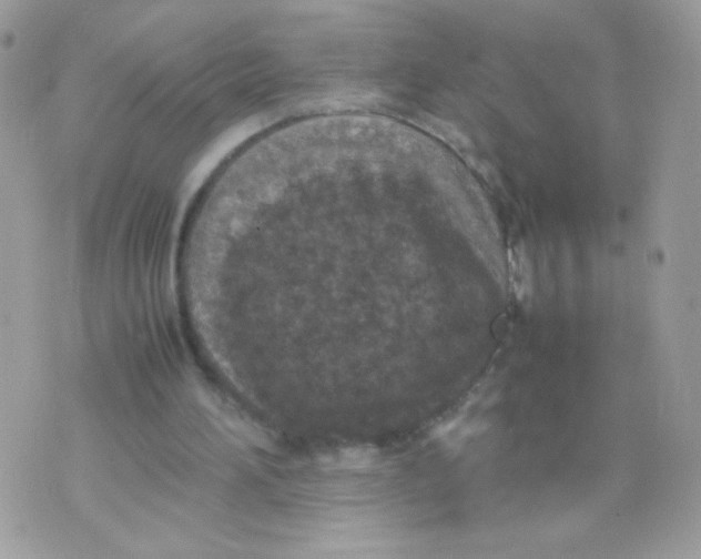 X0000074970196200609291946