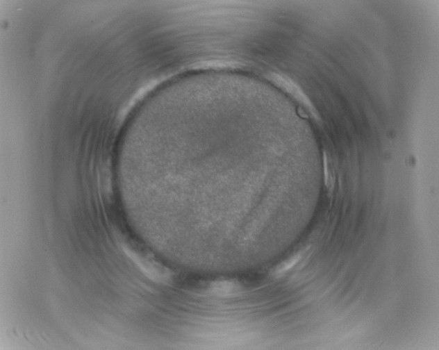 X0000074970204200609291946