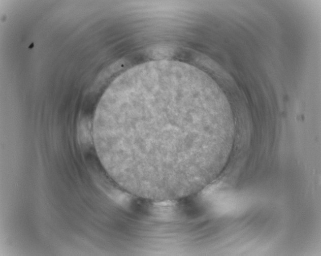 X0000074970240200609291946