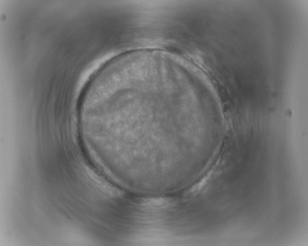 X0000074970342200609291943