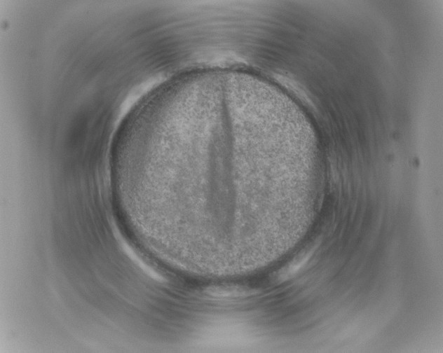 X0000074970630200609291939