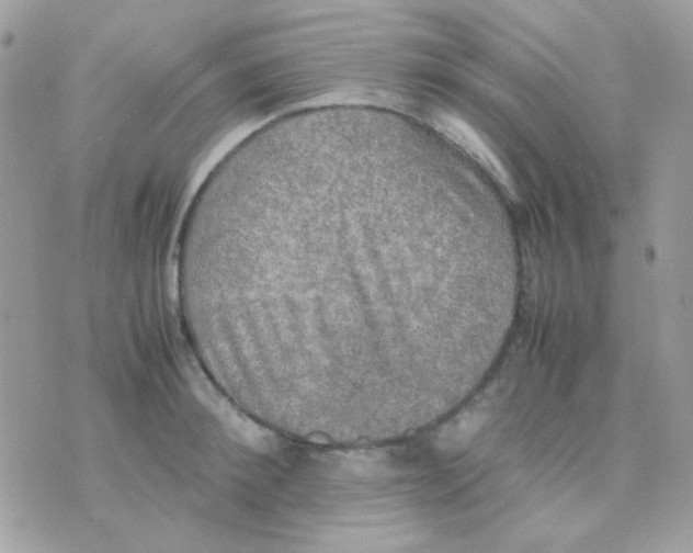 X0000074970900200609291935