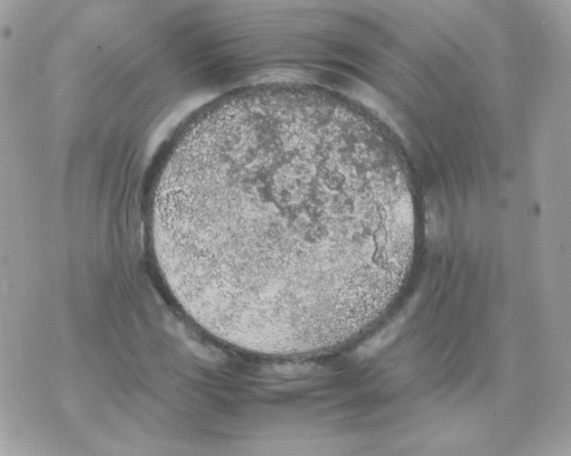 X0000074971117200609291931