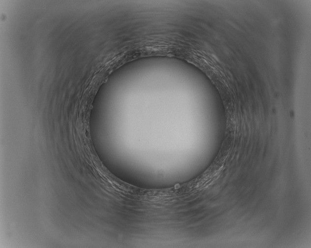 X0000075330817200609080728