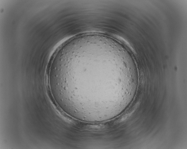 X0000075331125200609080723