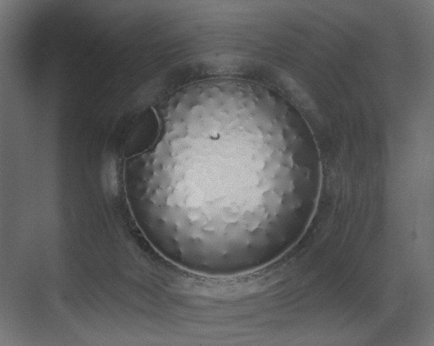 X0000075330026200609081109