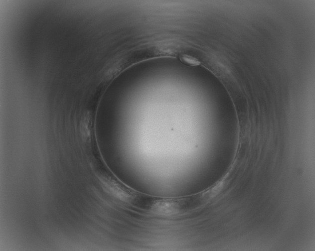X0000075330174200609081107