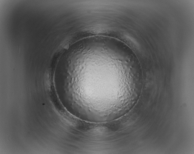 X0000075330210200609081106