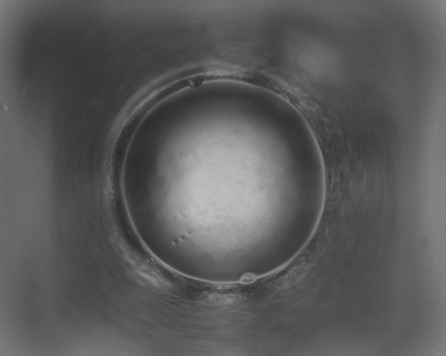 X0000075330247200609081105