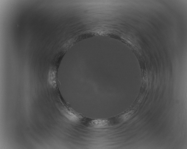 X0000075330526200609081101