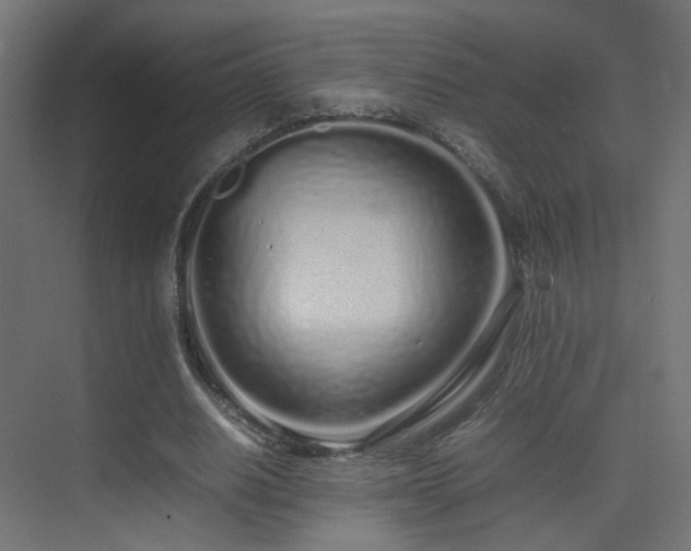 X0000075330630200609081058