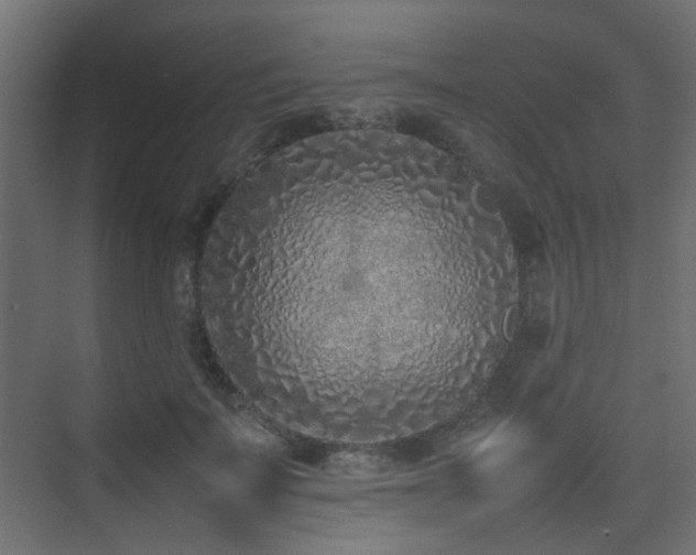 X0000075330699200609081058
