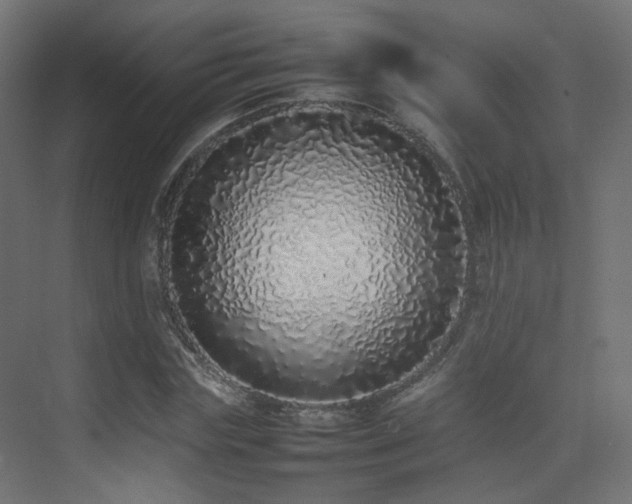 X0000075330827200609081055