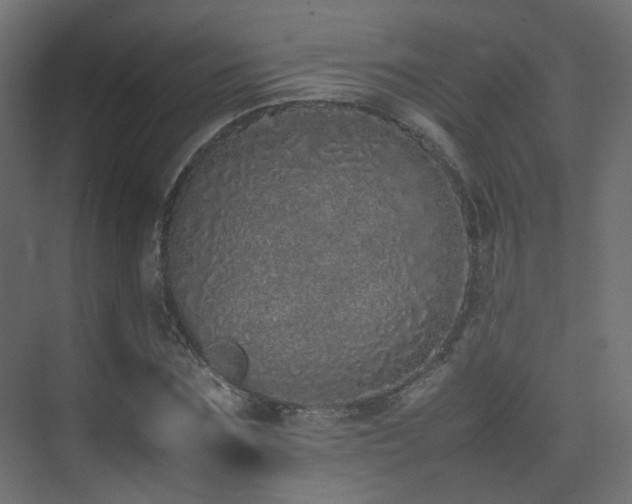 X0000075330875200609081055
