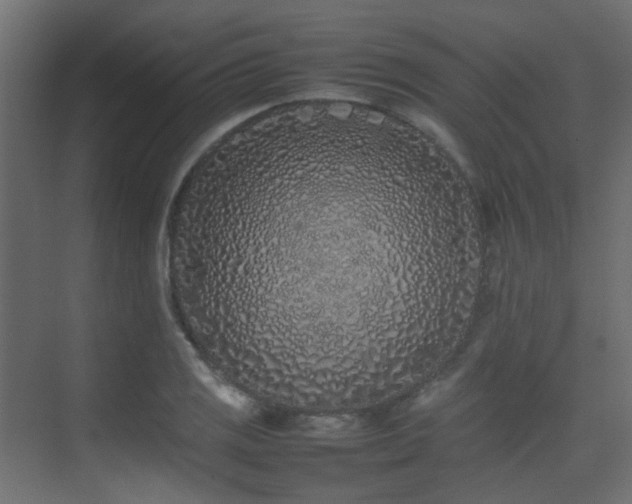 X0000075331125200609081050