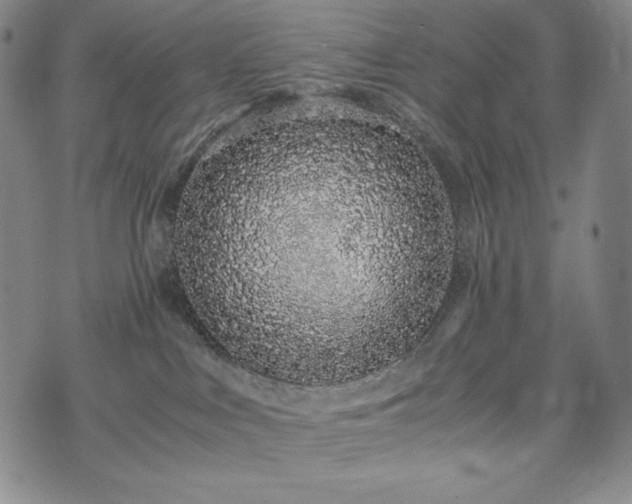 X0000075330043200609151457