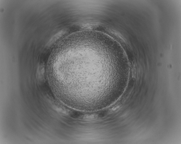 X0000075330314200609151453