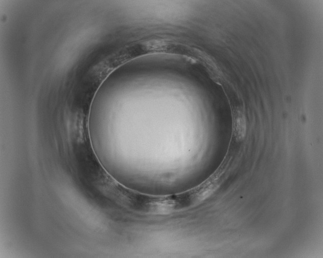 X0000075330525200609151449