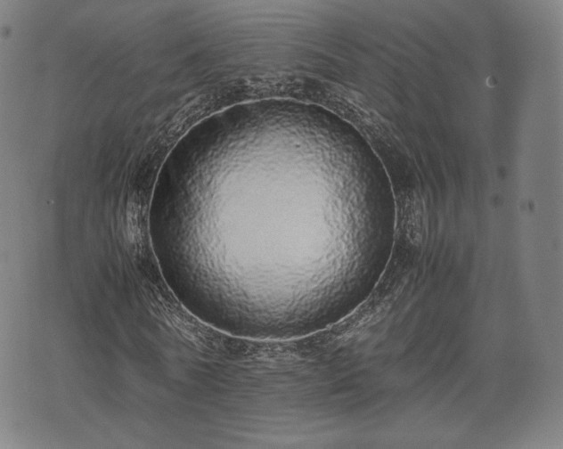 X0000075330770200609151445