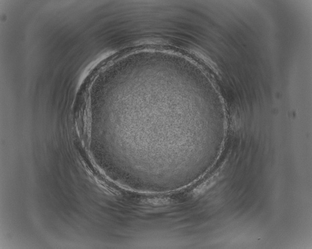 X0000075331117200609151439