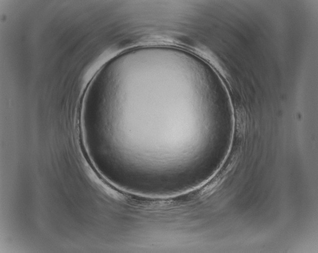 X0000075331387200609151435