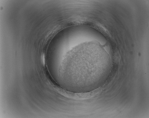 X0000075330027200609250958