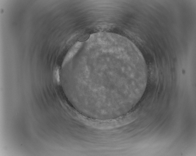 X0000075330042200609250958