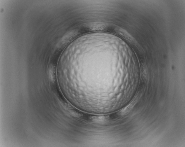 X0000075330074200609250957