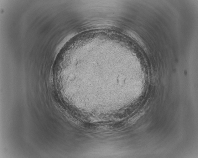 X0000075330883200609250944