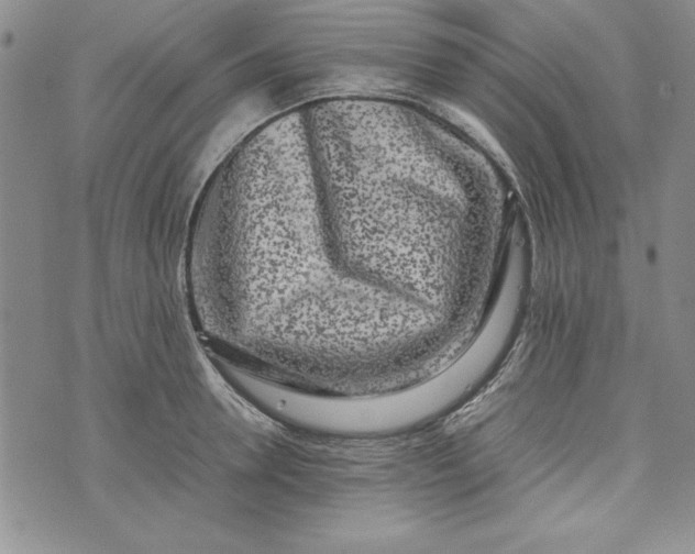 X0000075330946200609250943