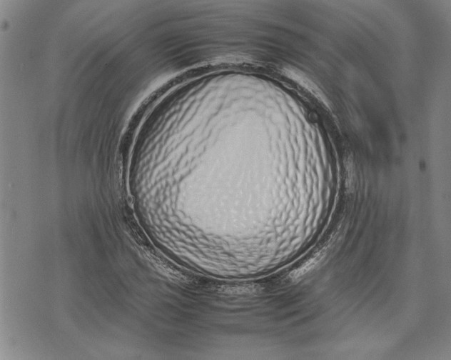 X0000075331021200609250941