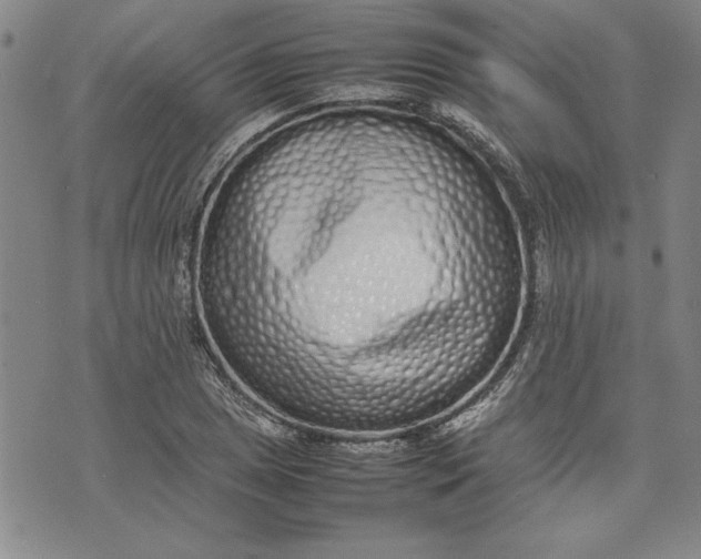 X0000075331025200609250942