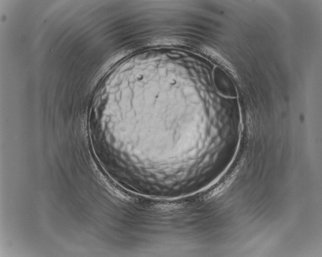 X0000075331033200609250942