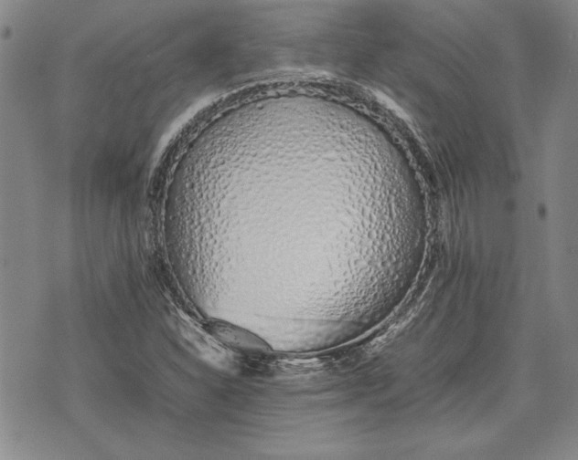 X0000075331310200609250937