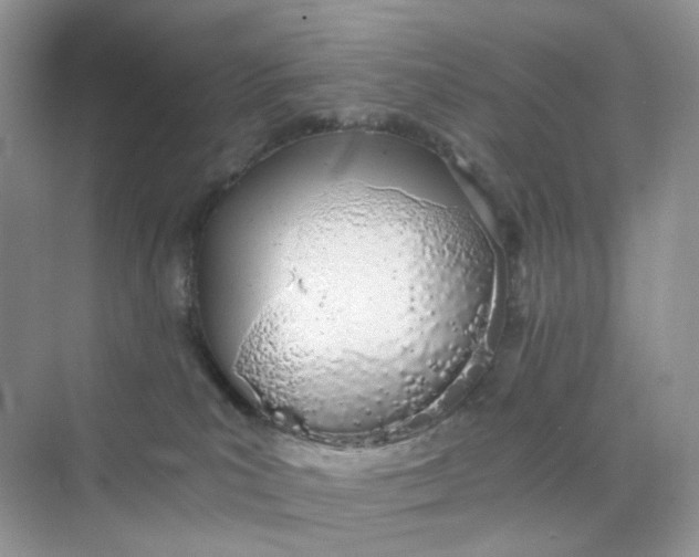 X0000075330039200609292020