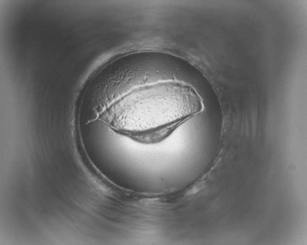 X0000075330054200609292019