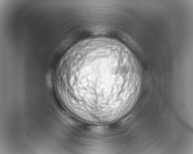 X0000075330074200609292019