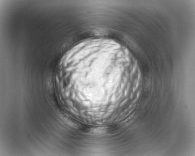 X0000075330078200609292019