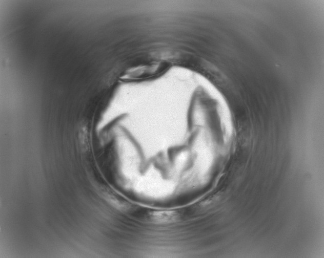 X0000075330087200609292020