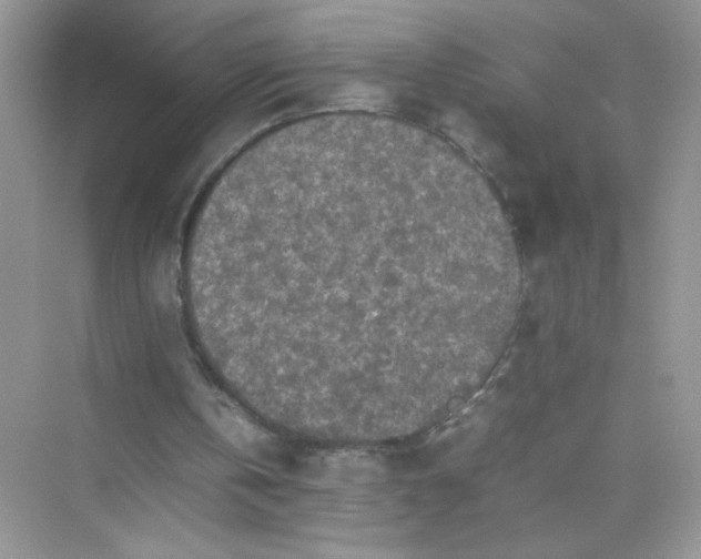 X0000075330146200609292017